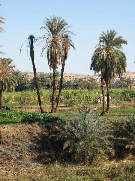Egypte_1093_Mini 