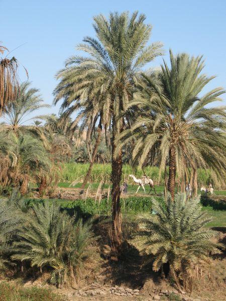 Egypte_1096_Mini 