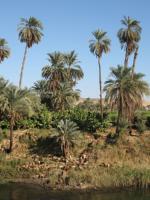 Egypte_1089_Mini