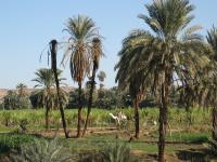 Egypte_1094_Mini