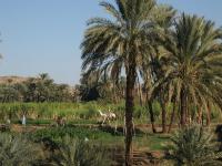 Egypte_1095_Mini