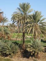 Egypte_1096_Mini