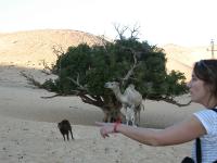 Egypte_1285_Mini 