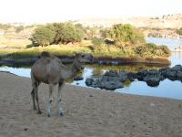 Egypte_1287_Mini 