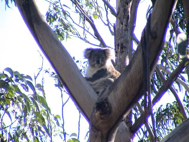 DSC02755 Un koala en pleine nature!!! au bord de la route