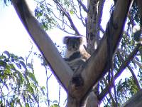 DSC02755 Un koala en pleine nature!!! au bord de la route
